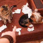 Pet Stain and Pet Odorw